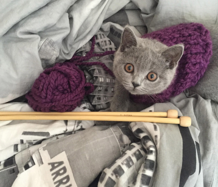 Kitty Knitting